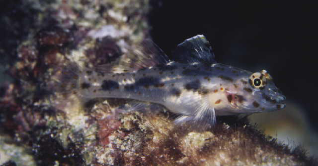 Fusigobius maximus